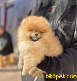 Ayı Surat Boo Pomeranian Mini Boy Yavrular 3