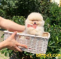 Ayı Surat Boo Pomeranian Yavrular 4