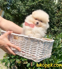 Ayı Surat Boo Pomeranian Yavrular 2