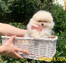 Ayı Surat Boo Pomeranian Yavrular 3
