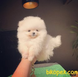 Ayı Surat Boo Pomeranian Yavrular 2