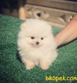 Ayı Surat Boo Pomeranian Yavrular 3