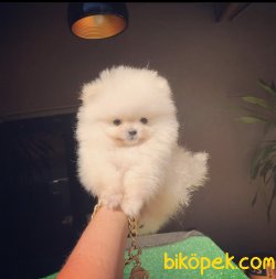 Ayı Surat Boo Pomeranian Yavrular 1