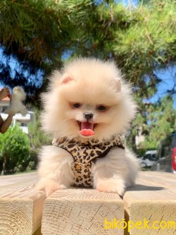Ayı Surat Boo Pomeranian Yavrular 4