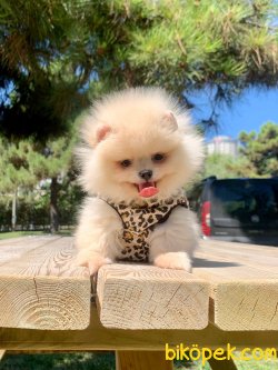 Ayı Surat Boo Pomeranian Yavrular 3