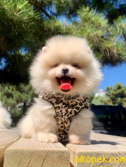 Ayı Surat Boo Pomeranian Yavrular 5