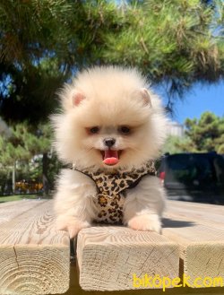 Ayı Surat Boo Pomeranian Yavrular 2