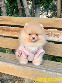 Ayı Surat Boo Pomeranian Yavrular 3