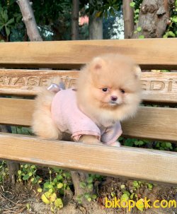 Ayı Surat Boo Pomeranian Yavrular 4