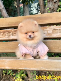 Ayı Surat Boo Pomeranian Yavrular 1