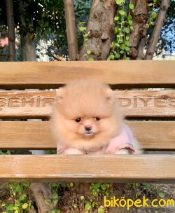 Ayı Surat Boo Pomeranian Yavrular 2
