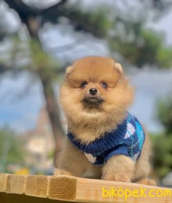 Ayı Surat Boo Pomeranian Yavrular 2