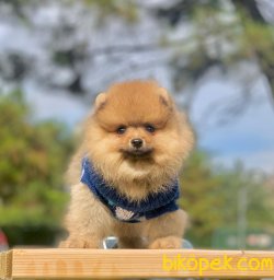 Ayı Surat Boo Pomeranian Yavrular 4