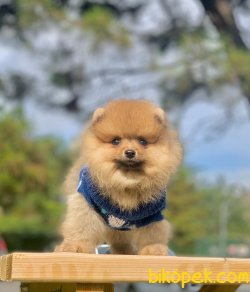 Ayı Surat Boo Pomeranian Yavrular 1
