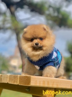 Ayı Surat Boo Pomeranian Yavrular 3
