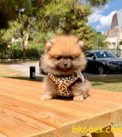 Pofidik Tüylü Ayı Surat Boo Pomeranian Yavrular 1
