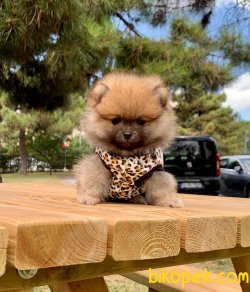 Pofidik Tüylü Ayı Surat Boo Pomeranian Yavrular 2