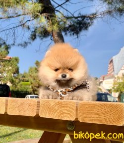 Ayı Surat Boo Pomeranian Yavrular 2