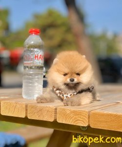 Ayı Surat Boo Pomeranian Yavrular 4