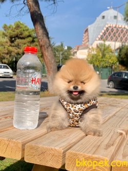 Ayı Surat Boo Pomeranian Yavrular 1