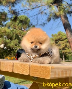 Ayı Surat Boo Pomeranian Yavrular 3