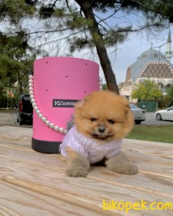 Ayı Surat Boo Pomeranian Yavrular 3