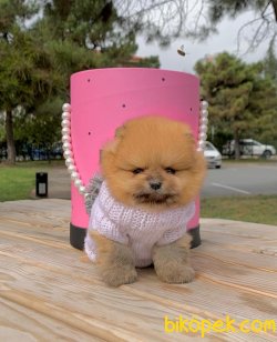 Ayı Surat Boo Pomeranian Yavrular 1