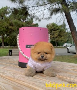 Ayı Surat Boo Pomeranian Yavrular 2