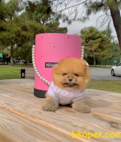 Ayı Surat Boo Pomeranian Yavrular 4