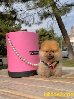 Ayı Surat Boo Pomeranian Yavrular 3