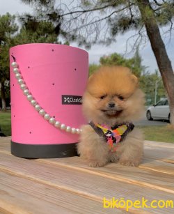 Ayı Surat Boo Pomeranian Yavrular 2