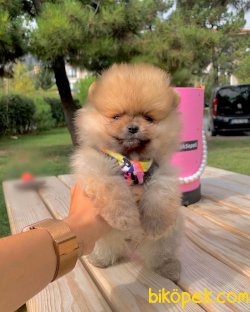 Ayı Surat Boo Pomeranian Yavrular 1