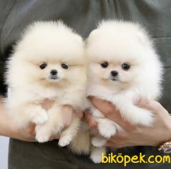 Aşılı Belgeli  Boo Pomeranian Yavrular 1