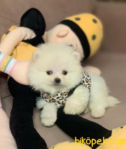 Ayı Surat Boo Pomeranian Yavrular 2