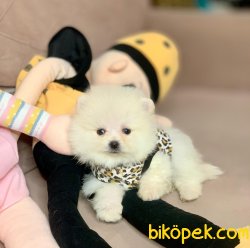 Ayı Surat Boo Pomeranian Yavrular 1