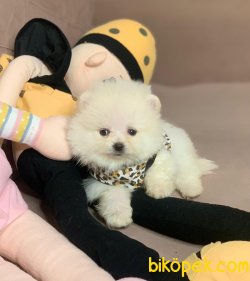 Ayı Surat Boo Pomeranian Yavrular 4