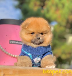 Ayı Surat Boo Pomeranian Yavrular 1