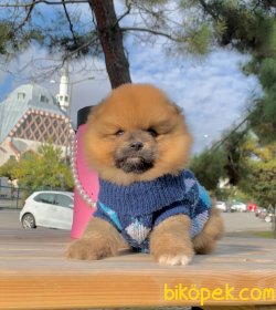 Ayı Surat Boo Pomeranian Yavrular 2