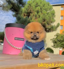 Ayı Surat Boo Pomeranian Yavrular 3
