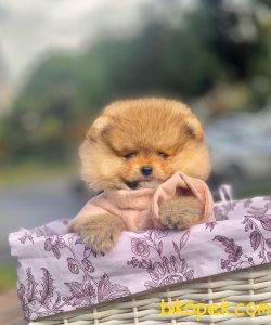 Ayı Surat Boo Pomeranian Yavrular 1