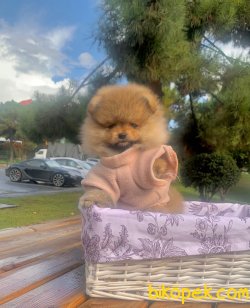 Ayı Surat Boo Pomeranian Yavrular 2