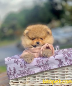 Ayı Surat Boo Pomeranian Yavrular 3