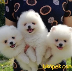 Ayı Surat Boo Pomeranian Yavrular 1