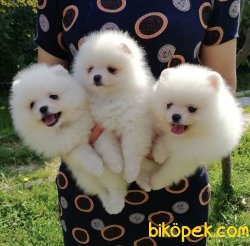 Ayı Surat Boo Pomeranian Yavrular 3