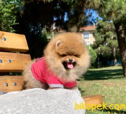 Ayı Surat Boo Pomeranian Yavrular 1