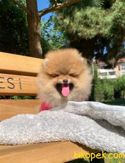 Ayı Surat Boo Pomeranian Yavrular 3