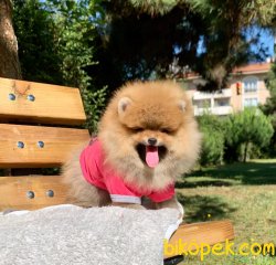 Ayı Surat Boo Pomeranian Yavrular 4
