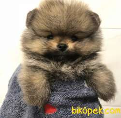 Ayı Surat Boo Pomeranian Yavrular 3