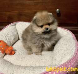 Ayı Surat Boo Pomeranian Yavrular 1