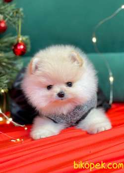 Ayı Surat Boo Pomeranian Yavrular 1